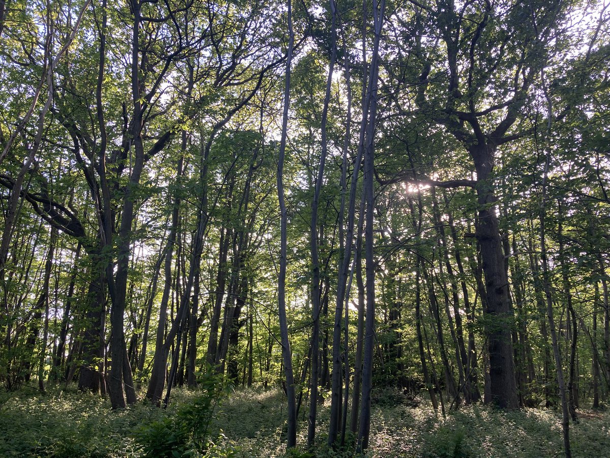 The English Oak Project tweet media