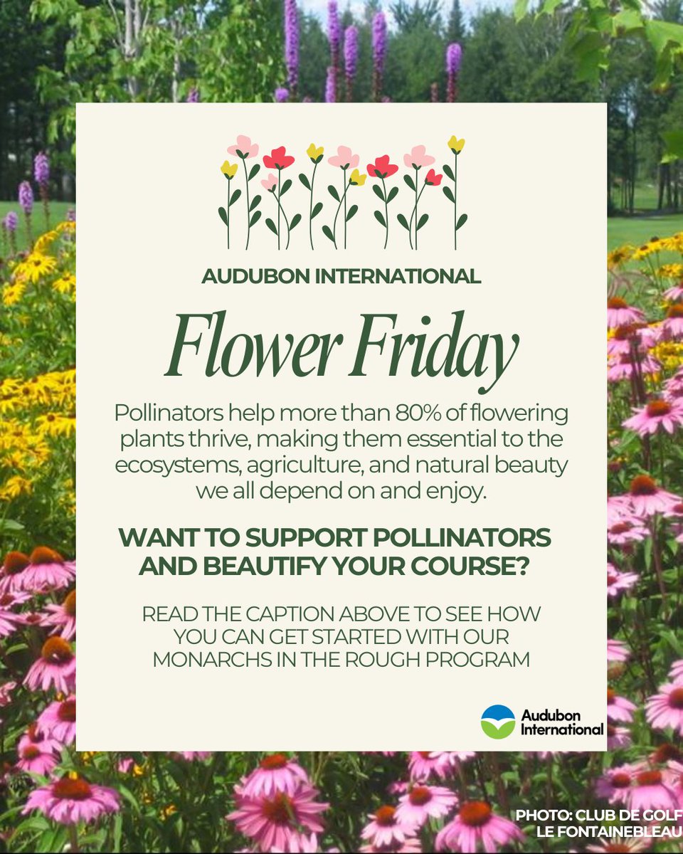 AudubonIntl's tweet photo. Happy #FlowerFriday! 🪻🌻🌷
Over 80% of flowering plants rely on pollinators like bees and monarchs 🦋
Native blooms = beauty + biodiversity 🌿
Help protect pollinators by planting with purpose through Monarchs in the Rough.
✅ https://t.co/NsfB5rCd7r
#PollinatorConservation https://t.co/IKZGh6Msz8