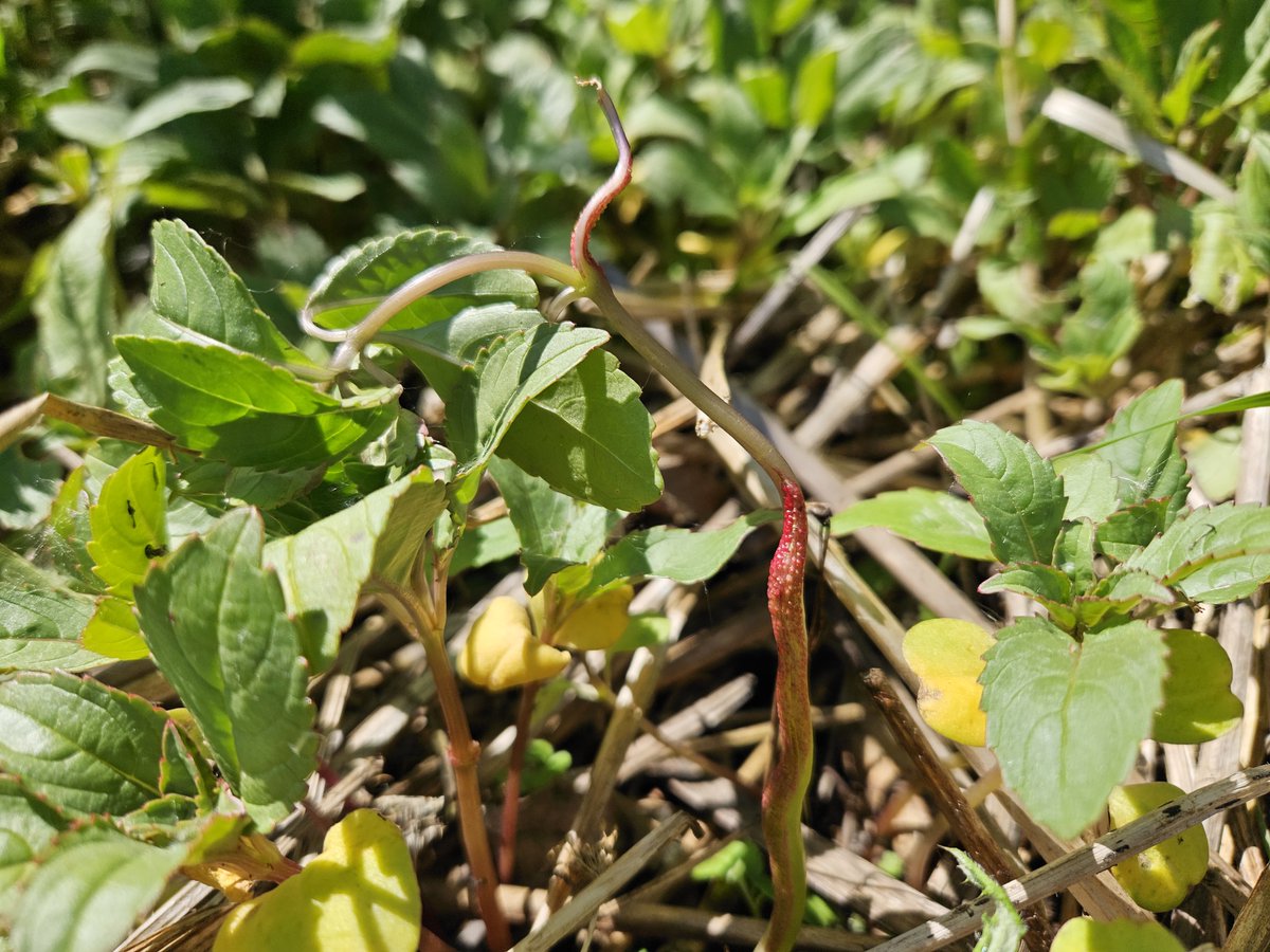 It's #InvasiveSpeciesWeek and this week we've visited rust fungus release sites in Hertfordshire! 

We're using the rust to control invasive Himalayan balsam, and found it had survived the winter and started infected new seedlings😃

Working with @hmwtbadger and the @envagency