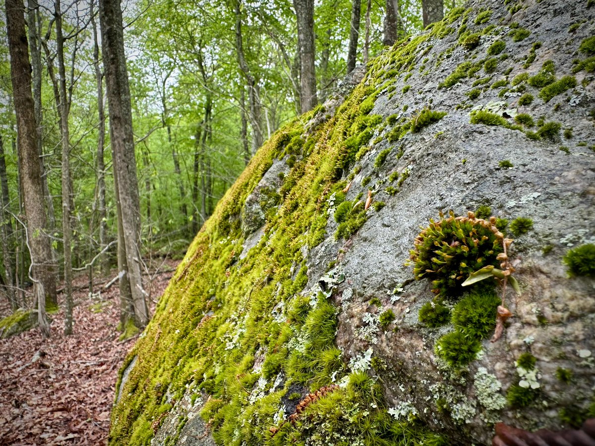 gregorygteves's tweet photo. Forest Details and Textures
#Photography
#NaturePhotography
#TexturePhotography
#OutdoorPhotography
#VisualPoetry
#PhotographicArt
#MinimalNature
#StillLifeNature
#OrganicShapes
#EarthTextures
#NaturalComposition
#FoundTextures
#Eastcoastkin https://t.co/NR2sdx7wRE