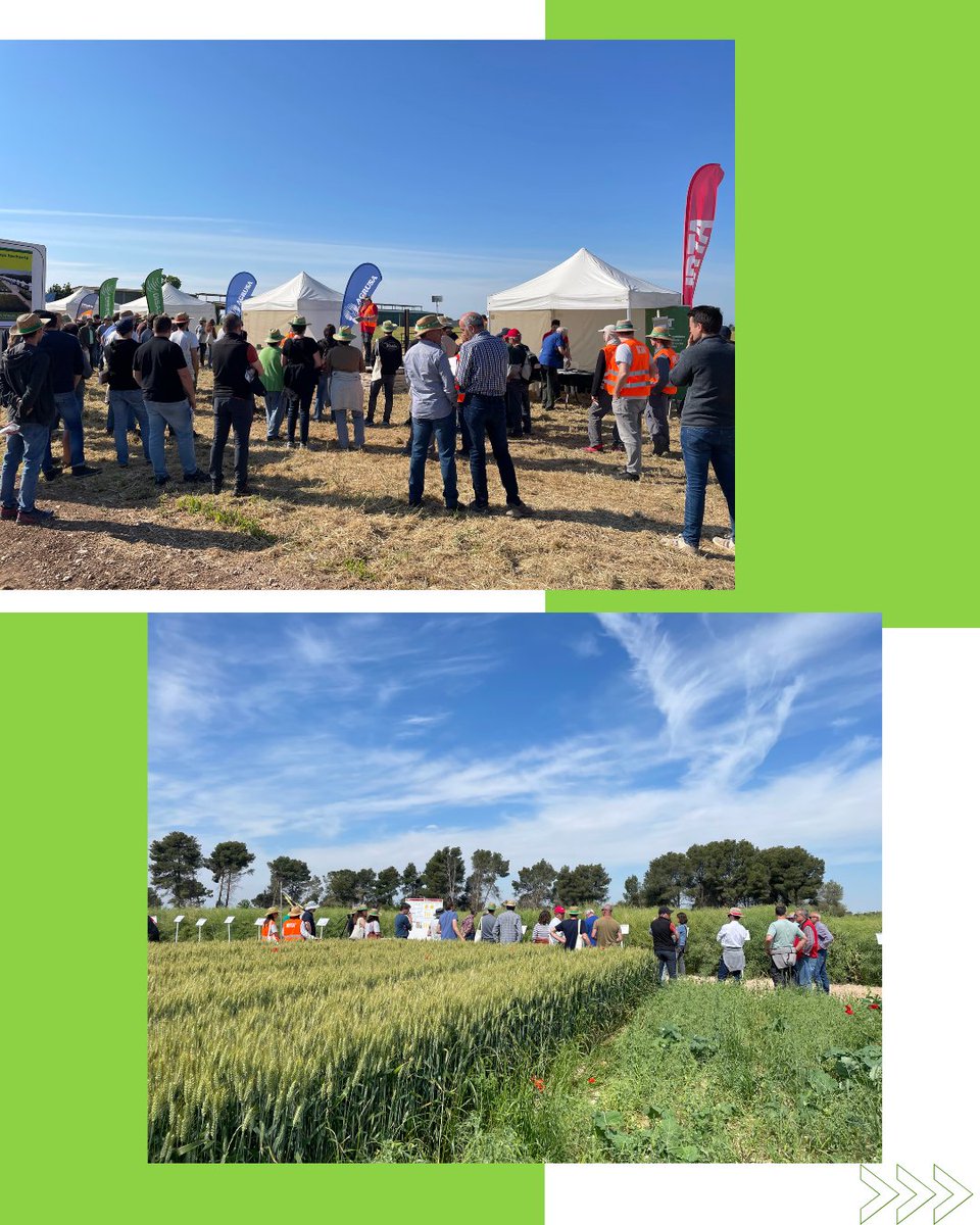 GENVCE's tweet photo. 📸 Buena acogida en la jornada de transferencia de cereal de invierno organizada esta semana por @irtacat. Sus técnicos mostraron a los asistentes la plataforma de ensayo de GENVCE.
#cebada #trigo #agricultura #cultivosextensivos #cerealinvierno #GENVCE https://t.co/mHLNMhgQ86
