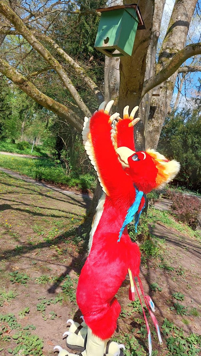 Sora (@sorayuna94) on Twitter photo Happy #FursuitFriday Do you think I will find some seeds up there? :3
Fursuit made by:<a href="/ShagpokeStudios/">Shagpoke Studios</a>
#furry #fursuit #fursuiter #birdfursuit #birdfursona #phoenixfursona #phoenixfursuit #phoenixfursuiter #birdfursuiter #furryfandom #furrycommunity #fursuittalons #fursuitbeak Happy #FursuitFriday Do you think I will find some seeds up there? :3
Fursuit made by:<a href="/ShagpokeStudios/">Shagpoke Studios</a>
#furry #fursuit #fursuiter #birdfursuit #birdfursona #phoenixfursona #phoenixfursuit #phoenixfursuiter #birdfursuiter #furryfandom #furrycommunity #fursuittalons #fursuitbeak
