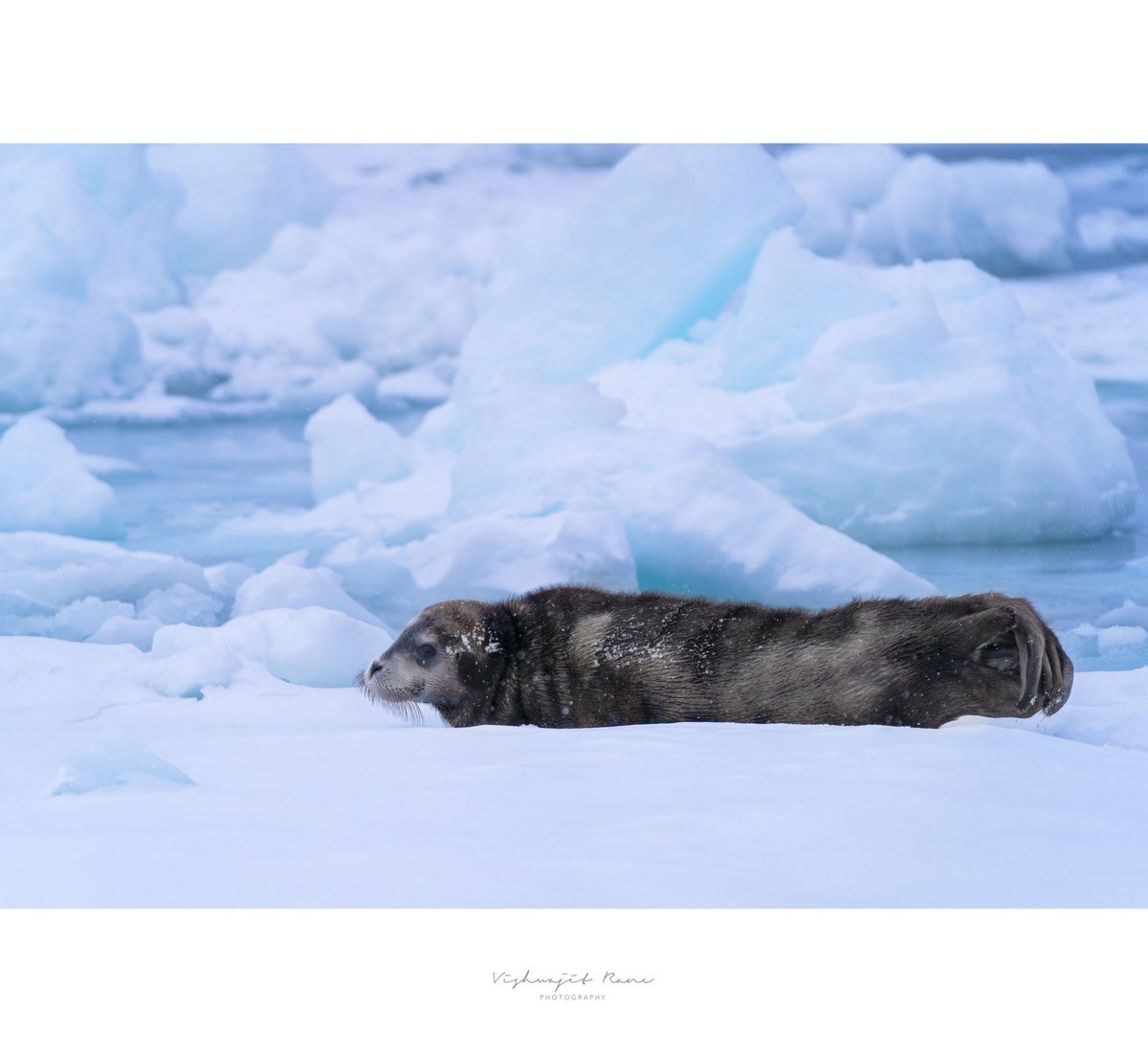 visranewildlife's tweet photo. Cradled in a kingdom of ice, the seal finds stillness in the hush of a world untouched, where time slows and nature breathes in whispers.
#sealsoftheice #arcticsilence #frozenkingdom #natureinwhispers #iceworld
#sealserenity #polarpeace #stillwilderness #tundratranquility #frozenbeauty
#untouchedwild #iceboundlife #quietofthenorth #glacialgrace #wildcalm