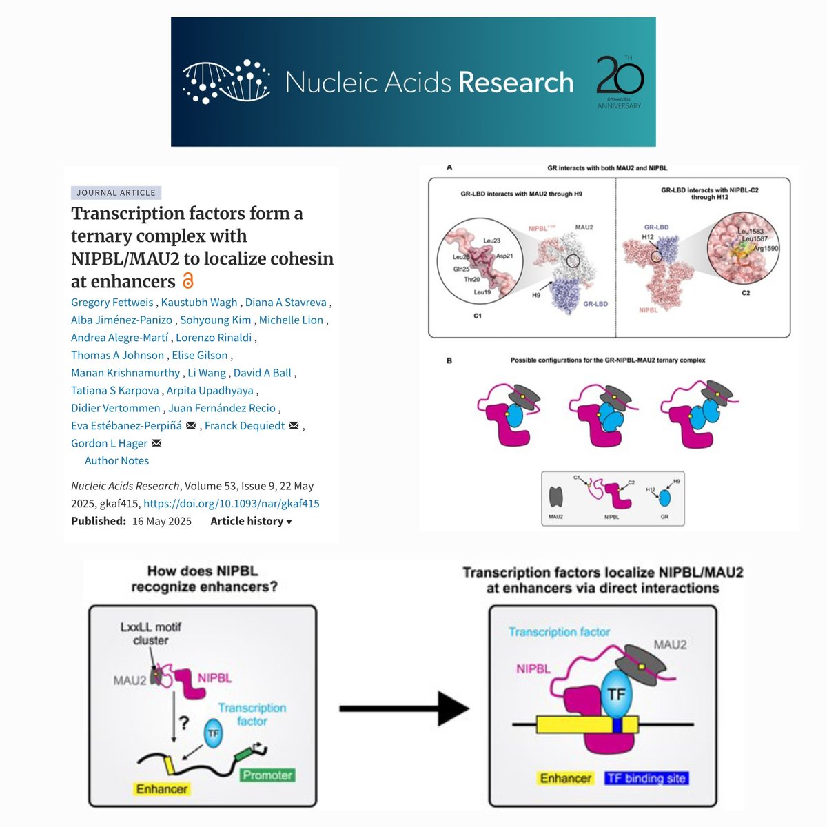 @EstebanezLab (@eva46653369) on Twitter photo 🎯 We are so thrilled our new paper <a href="/NAR_Open/">Nucleic Acids Res</a> is out! <a href="/IBUB_UB/">IBUB-UB</a> <a href="/BQBiomedMolUB/">Biochemistry & Molecular Biomedicine UB</a> Fantastic collab with the labs of Gordon Hager NIH & Franck Dequiedt Liège. Huge thanks to Greg Fettweiss, Kaustub Wagh, Diana Stavreva & Alba Jiménez, Andrea Alegre & teams 🎉🥳
academic.oup.com/nar/article/53… 🎯 We are so thrilled our new paper <a href="/NAR_Open/">Nucleic Acids Res</a> is out! <a href="/IBUB_UB/">IBUB-UB</a> <a href="/BQBiomedMolUB/">Biochemistry & Molecular Biomedicine UB</a> Fantastic collab with the labs of Gordon Hager NIH & Franck Dequiedt Liège. Huge thanks to Greg Fettweiss, Kaustub Wagh, Diana Stavreva & Alba Jiménez, Andrea Alegre & teams 🎉🥳
academic.oup.com/nar/article/53…