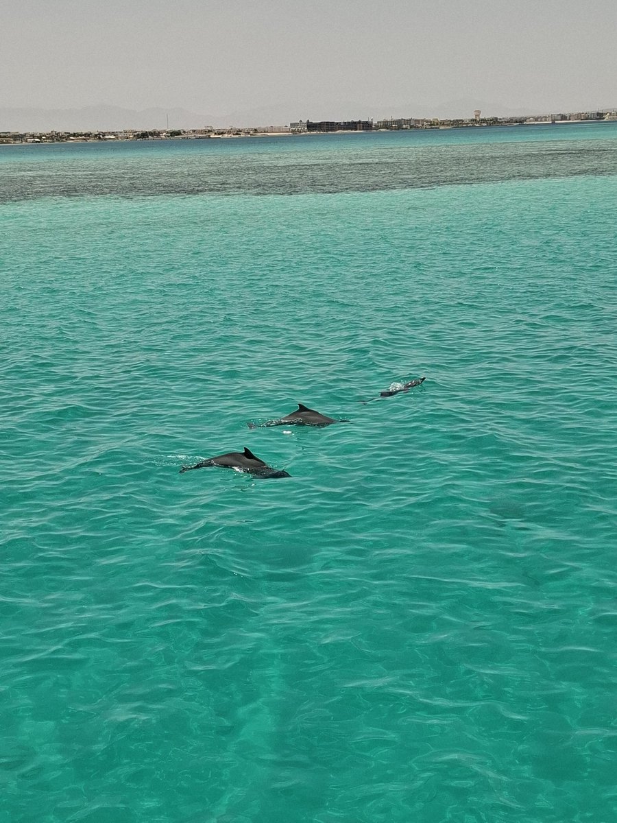 Lucky enough to be in &amp; under with these amazing beauties today 
🐬🤿🪸🪼🐠🐡🐟❤️
#redsea #dolphins