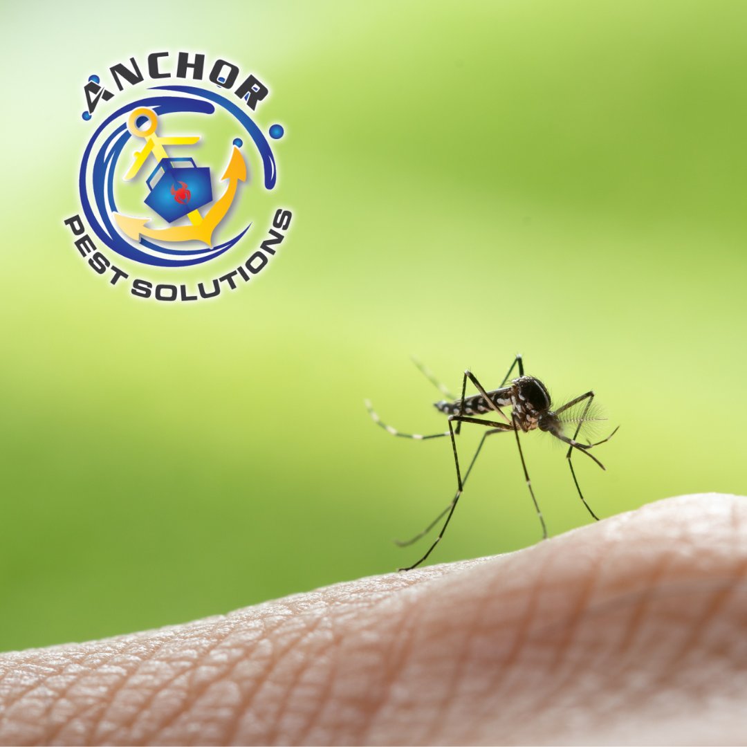 anchor_pest's tweet photo. This will be an all too familiar scene soon,🦟 but it doesn't have to be at your place!🤩 Let Anchor Pest Solutions banish the mosquitoes so you can truly enjoy outdoor spaces without the buzz!😎 

#PestControl #EcoFriendlyPestSolutions #NoMoreMosquitoes https://t.co/5HKjDQmGj0