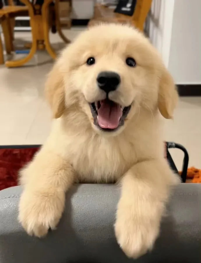 かわいい犬の頭が似ています