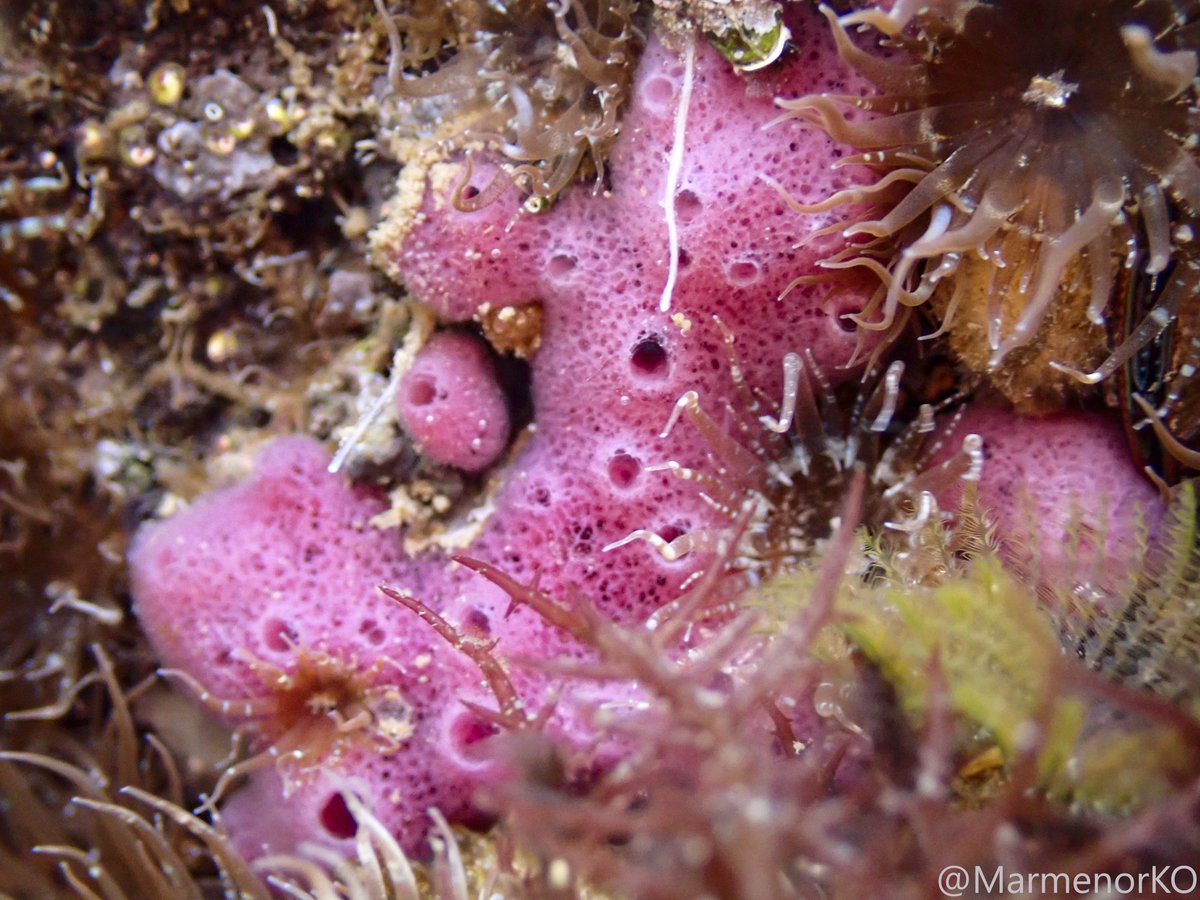 #Marmenor 16/05/25 🧽
Una de mis especies favoritas del Mar Menor es la esponja de tubo púrpura (Haliclona mediterranea), una especie filtradora que se nutre de microbacterias, materia orgánica en suspensión y fitoplancton.