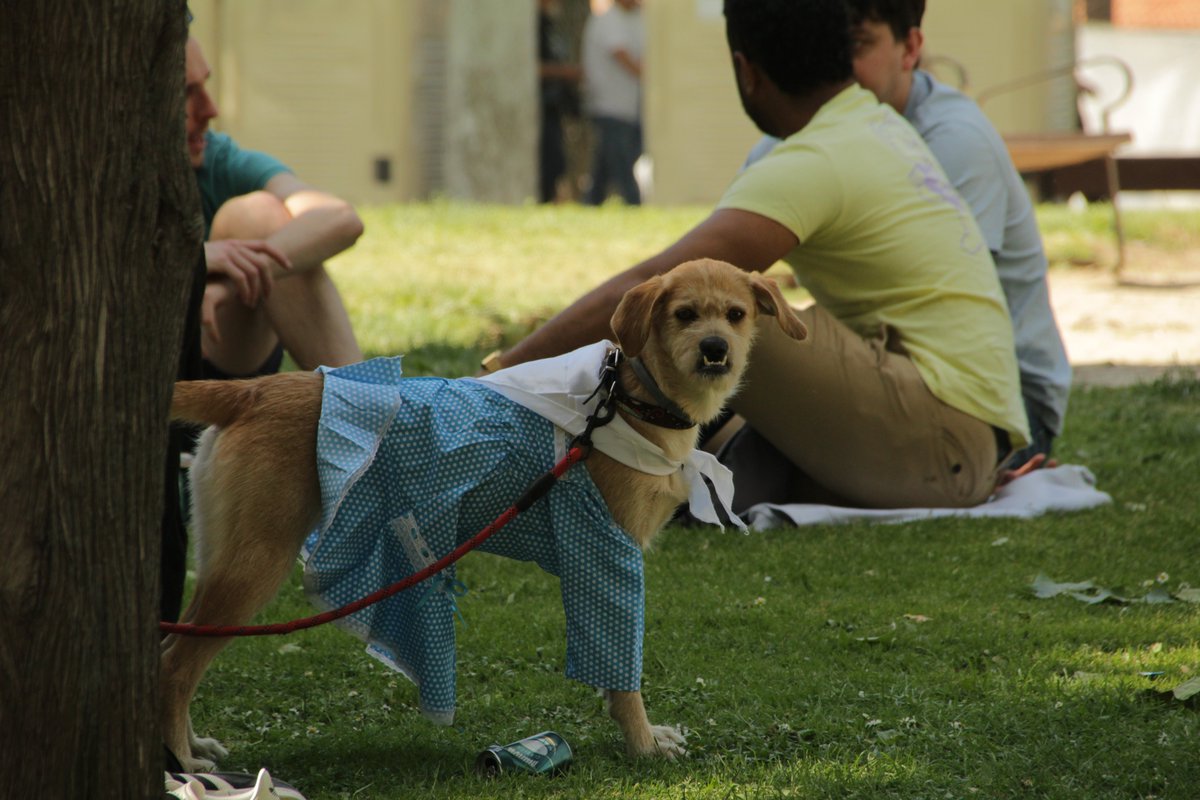 El año pasado me pilló San Isidro en Madrid y dando una vuelta por la pradera vimos a esta perrita vestida de chulapa 😂😂 no sabría decir si le terminaba de convencer el atuendo