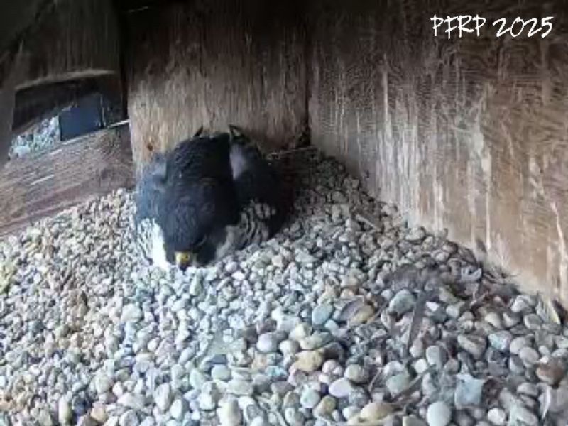 mbperegrines's tweet photo. Radisson - we install nestboxes to provide more protection for the peregrines. Chick mortality due to cold/wet is huge. This image shows how even a small roof can help keep the rain away which makes it easier for Ella/Pandemic to keep their little family warm &amp; safe.
#mbfalcons https://t.co/G8ktk7KcNo