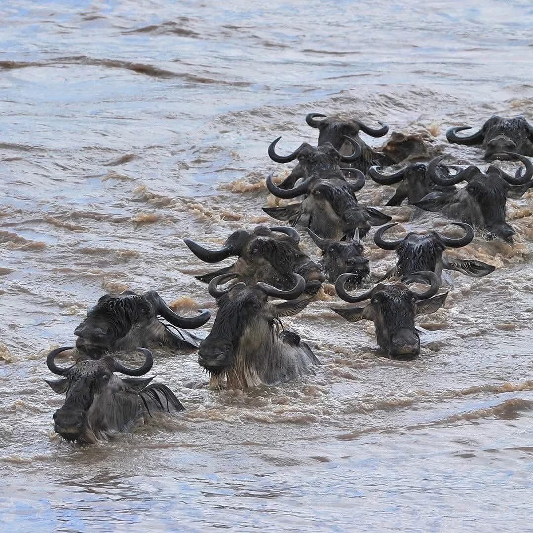 Bunulisafari's tweet image. Imagine herds charging across the plains, crossing the crocodile-filled Mara River, and outmaneuvering lions &amp;amp; other predators. 

It’s a raw, breathtaking display of instinct, survival, and power.

You can witness it with us.

#SafariExperience #MigrationSeason