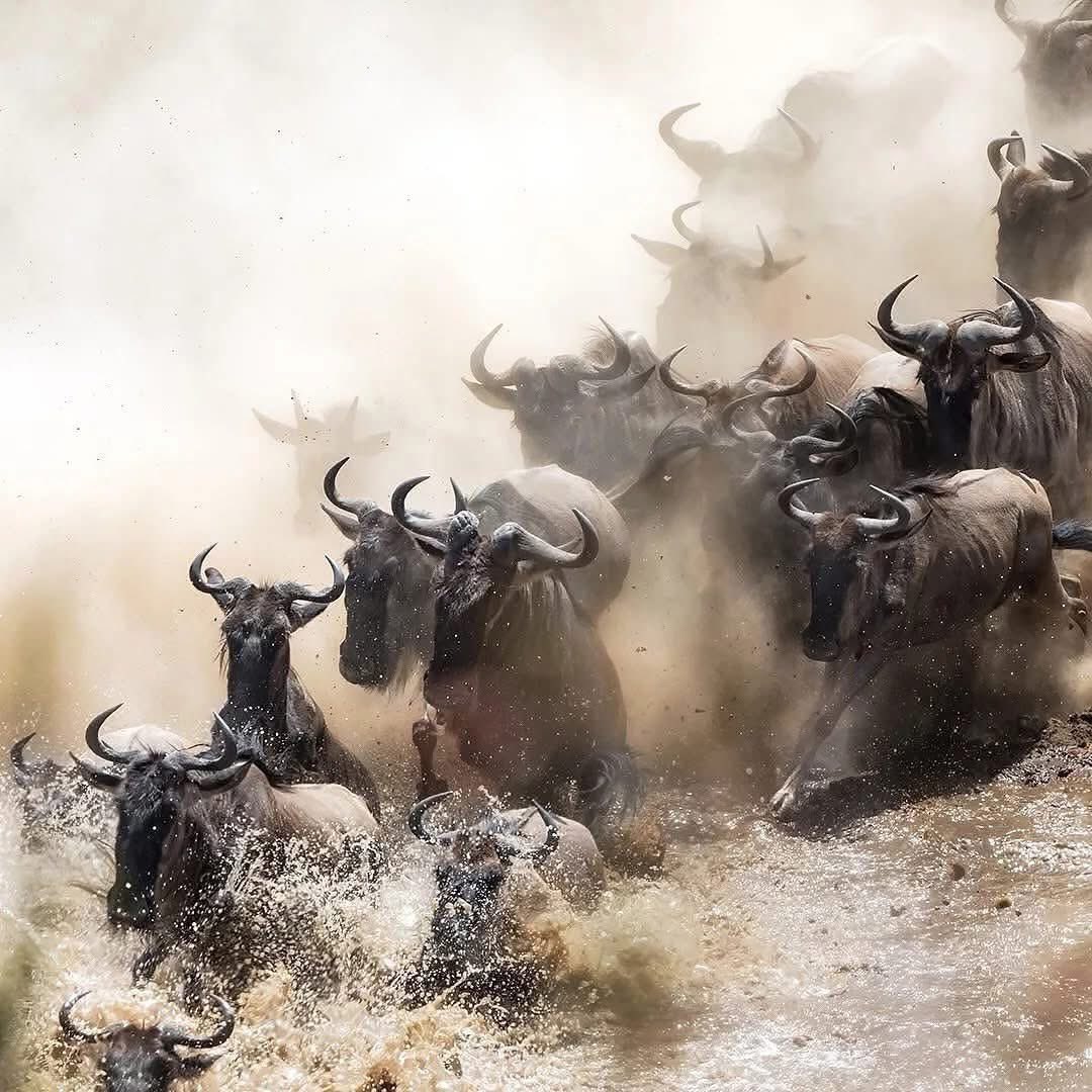 Bunulisafari's tweet image. Imagine herds charging across the plains, crossing the crocodile-filled Mara River, and outmaneuvering lions &amp;amp; other predators. 

It’s a raw, breathtaking display of instinct, survival, and power.

You can witness it with us.

#SafariExperience #MigrationSeason
