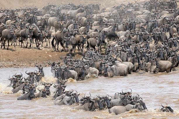 Bunulisafari's tweet image. Imagine herds charging across the plains, crossing the crocodile-filled Mara River, and outmaneuvering lions &amp;amp; other predators. 

It’s a raw, breathtaking display of instinct, survival, and power.

You can witness it with us.

#SafariExperience #MigrationSeason