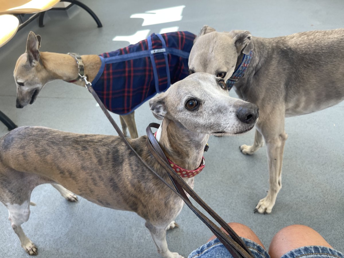 casalindi's tweet image. Shelby - mum I can think of better places to spend my afternoon 😳😳 #vets