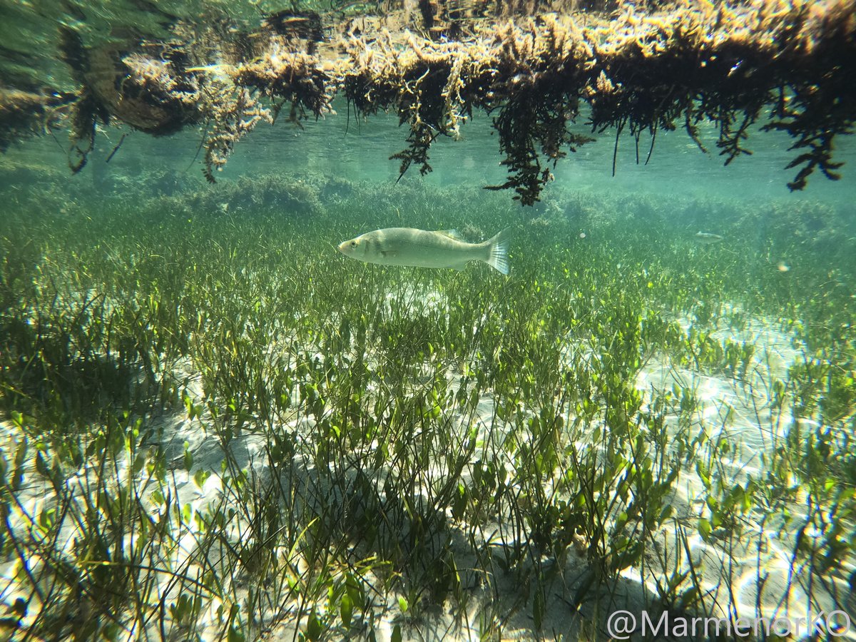 #Marmenor 16/05/25 🐟
Continuamos en el acuario y ahora es el turno de este ejemplar de lubina, notablemente curiosa, ya que ha realizado varias pasadas a mi alrededor, intentando identificar a esta 'nueva' especie que, por unos instantes, ha irrumpido en su hábitat.