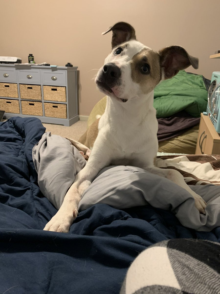 In nightmare fuel I can’t prove, I got this YT dog toy ad last night that looks like it asked AI to combine my two dogs into one