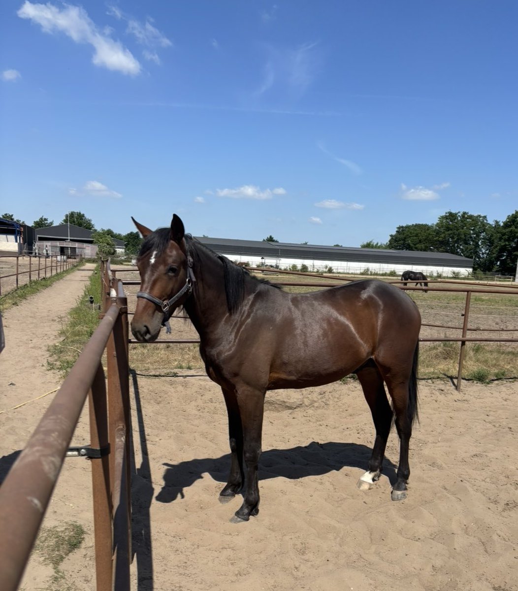 Short visit to Ritchie Bros 🇳🇱 (International Moni - Ka Ching Bros - Donato Hanover)
Looking fantastic and doing great in training.
Owner Leendert Gerrits 
Full sister Snowflake Bros will be offered for sale at Wolvega International Yearling Sale 
Proud breeders 😊