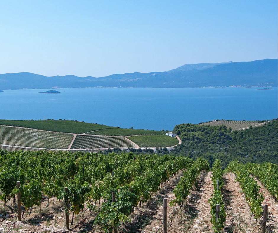 Grape harvest season in Croatia is a celebration 🍇
From late summer to fall, join winemakers in Istria, Pelješac &amp; Korčula for hands-on picking, rustic lunches, and wine from the grapes you helped harvest.

Book your visit now!
#AdventuresCroatia #GrapeHarvest #WineExperiences