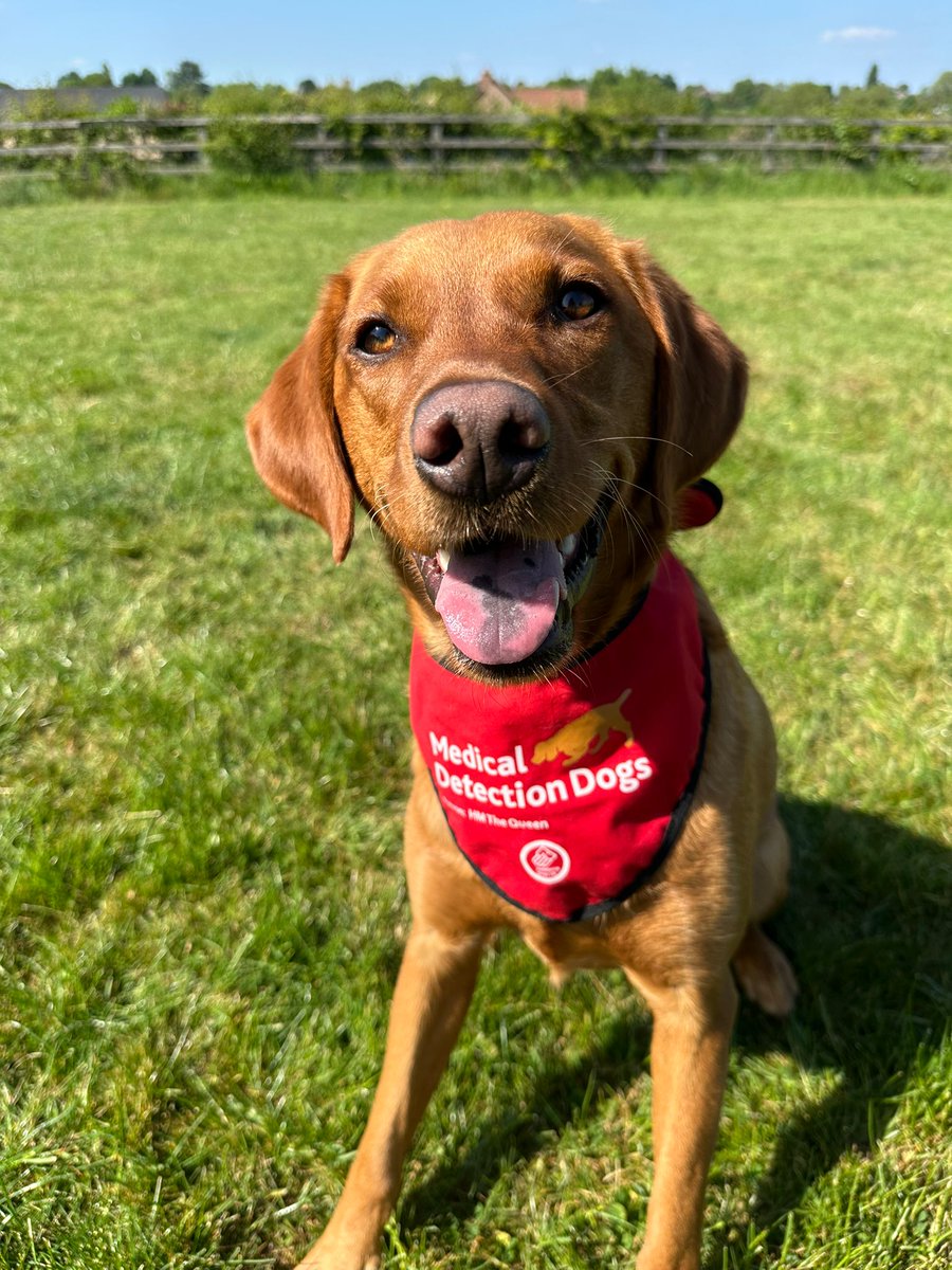Medical Detection Dogs (@meddetectdogs) on Twitter photo Please meet Quella, our newest trainee.
She is a little older than most of our new team members as she has joined us from <a href="/guidedogs/">Guide Dogs</a>.
She has had a career change after they spotted that her strongest superpower seemed to be her nose and she will still be saving and changing a Please meet Quella, our newest trainee.
She is a little older than most of our new team members as she has joined us from <a href="/guidedogs/">Guide Dogs</a>.
She has had a career change after they spotted that her strongest superpower seemed to be her nose and she will still be saving and changing a