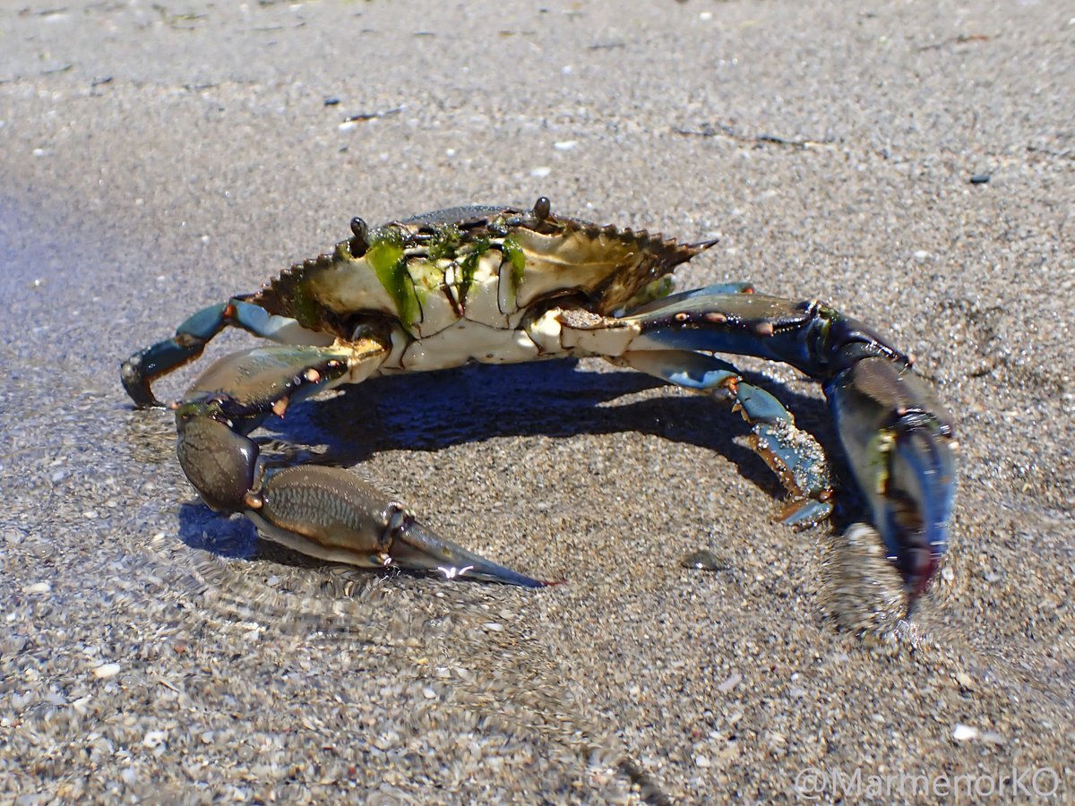 #Marmenor 16/05/25 🦀
Hoy he estado en un par de zonas, y en una de ellas no he dado abasto con tanto cangrejo azul. Son lugares donde no disfruto, porque presto más atención a mis dedos al apoyarlos sobre el fondo que al propio entorno, ya que se esconden bajo la arena.