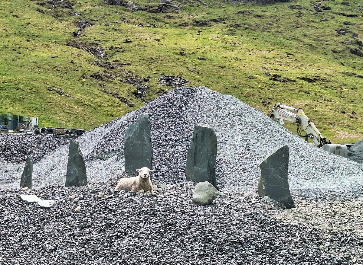 <a href="/Granite_Meerkat/">Dave McG</a> <a href="/honisterdotcom/">Honister</a> Excellent 🐑😊
Just searched my photo gallery for "sheep"- I think I have a problem. Here's 2 from the collection...😂