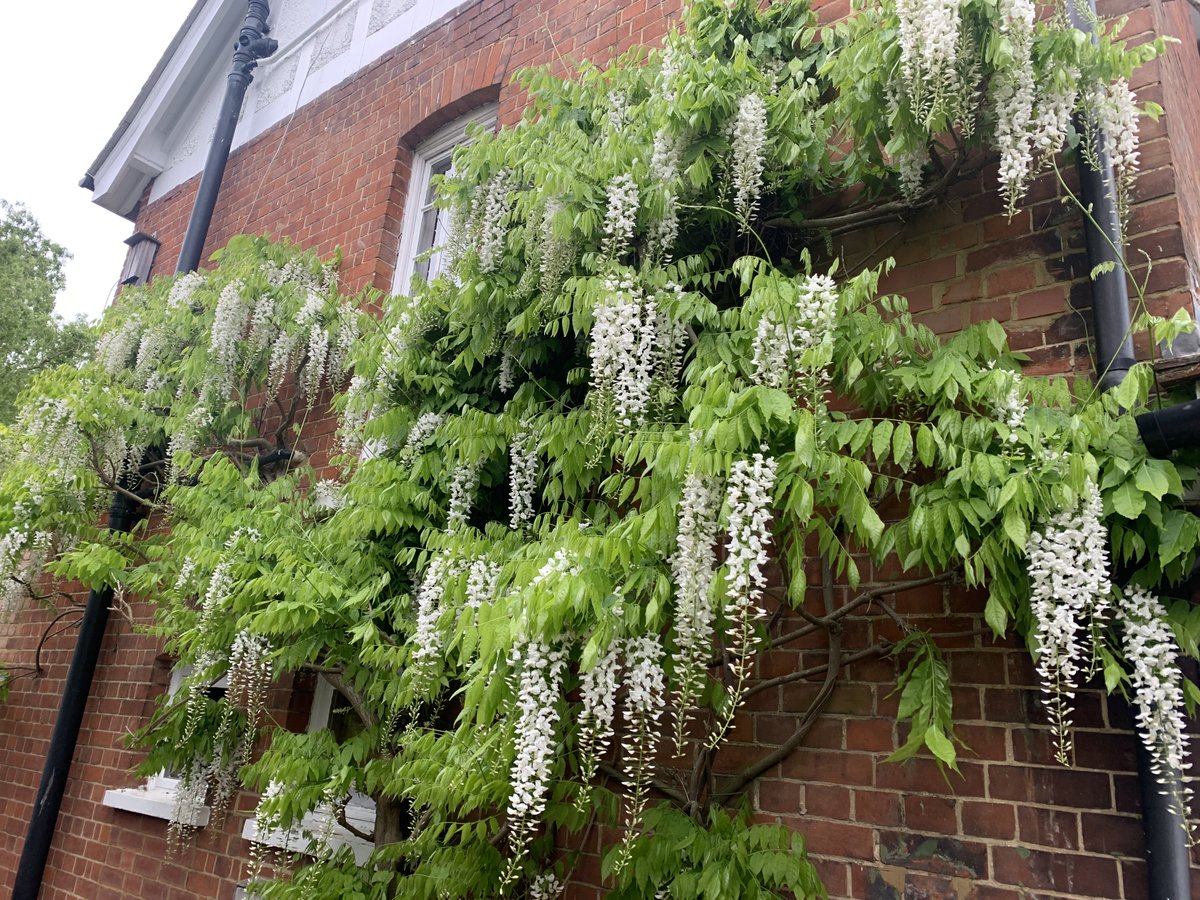 Wisteria doing the business this year