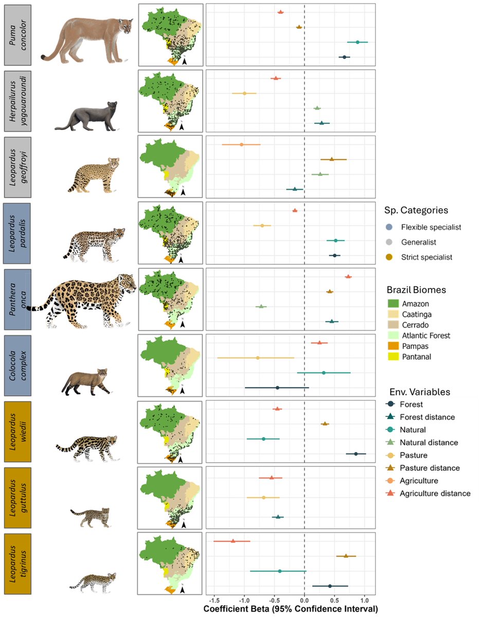 🚨 New preprint!
How do 9 wild #felid species in #Brazil respond to roads &amp; habitat change? 🐆🛣️
We used 14,000+ open records to model tolerance vs. avoidance.
Now on EcoEvoRxiv 🌎👇
📄 doi.org/10.32942/X25P9G
#Ecology #Conservation #Carnivores #Preprint