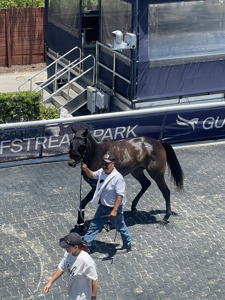 jimfromdaytona's tweet photo. Fun day @GulfstreamPark 
We know she wants more ground but she ran great. @OcalaStud @OBSSales https://t.co/lj75ITxhsl