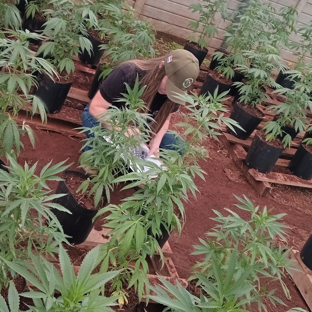 #AltoParaná. A fin de evaluar la identidad varietal del híbrido Punchlato de la especie Cannabis sativa (Cannabis medicinal), técnicos del #SENAVE, realizaron la comprobación varietal para la permanencia en el Registro Nacional de Cultivares Comerciales.

#cannabismedicinal