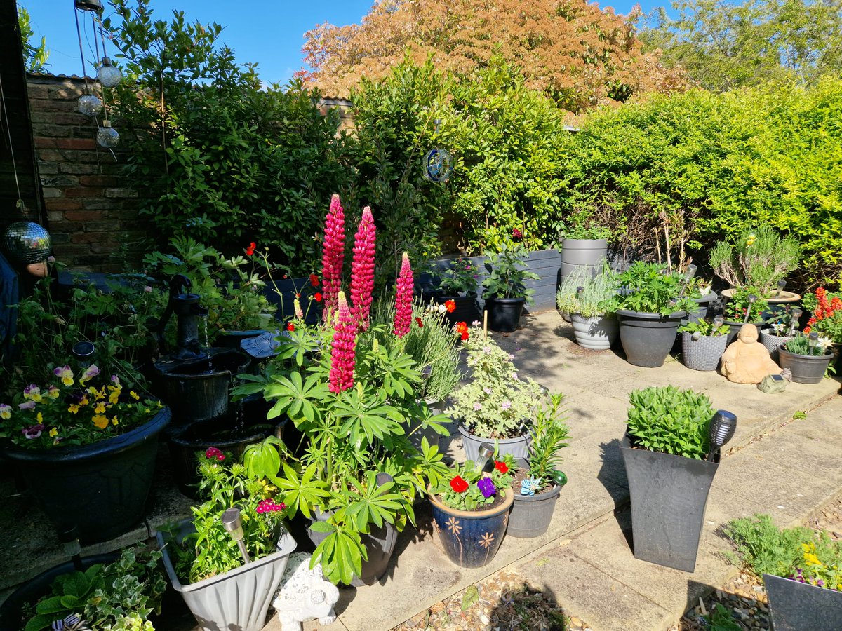 Only have a very small space but we get plenty of visitors 🐦🐝 #garden #goodforthesoul