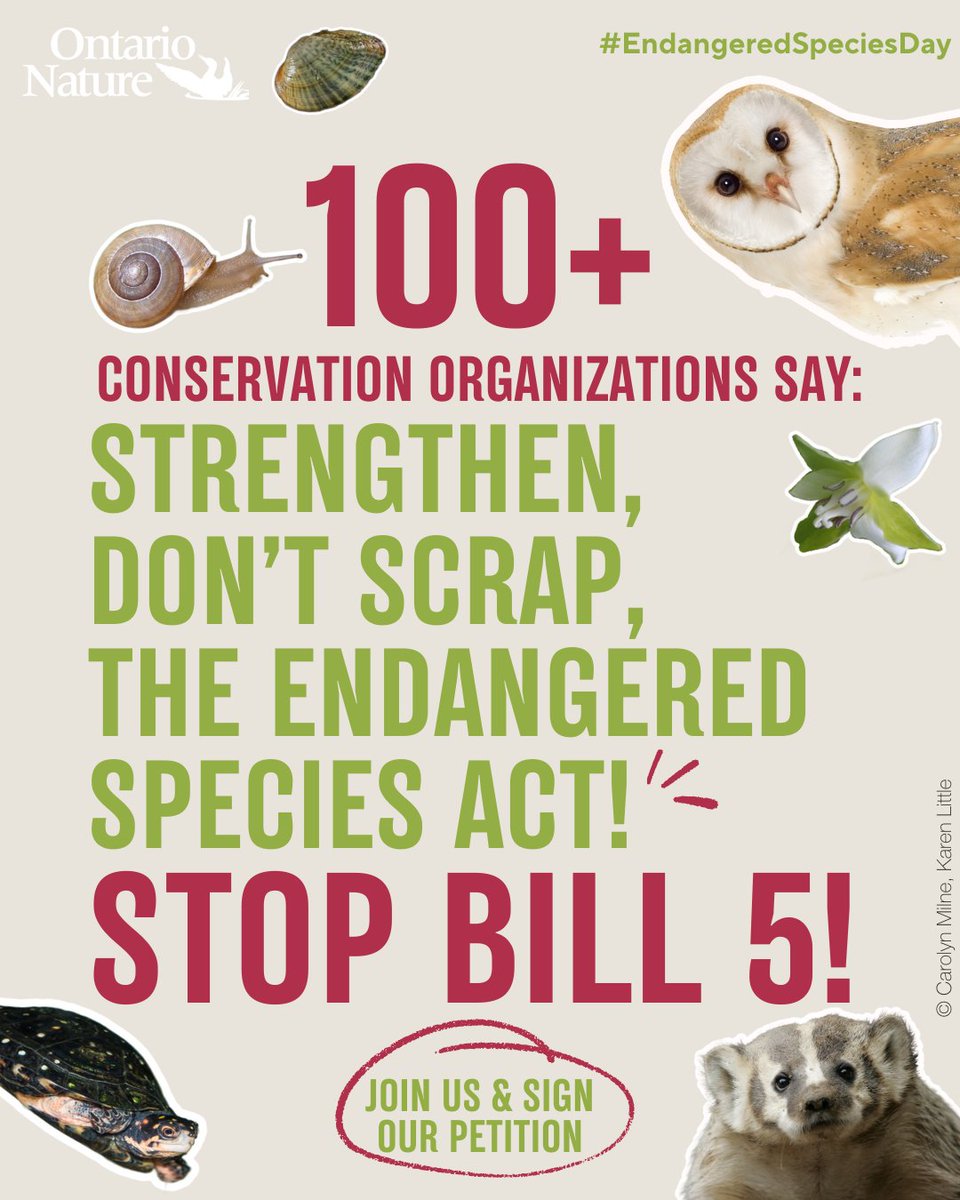 It's #EndangeredSpeciesDay and we need your help now more than ever to protect them!

Join 100+ conservation organizations to tell Premier Ford we need to strengthen, not scrap, the Endangered Species Act! Stop Bill 5 by signing our petition today!

ontarionature.org/bill-5-alert