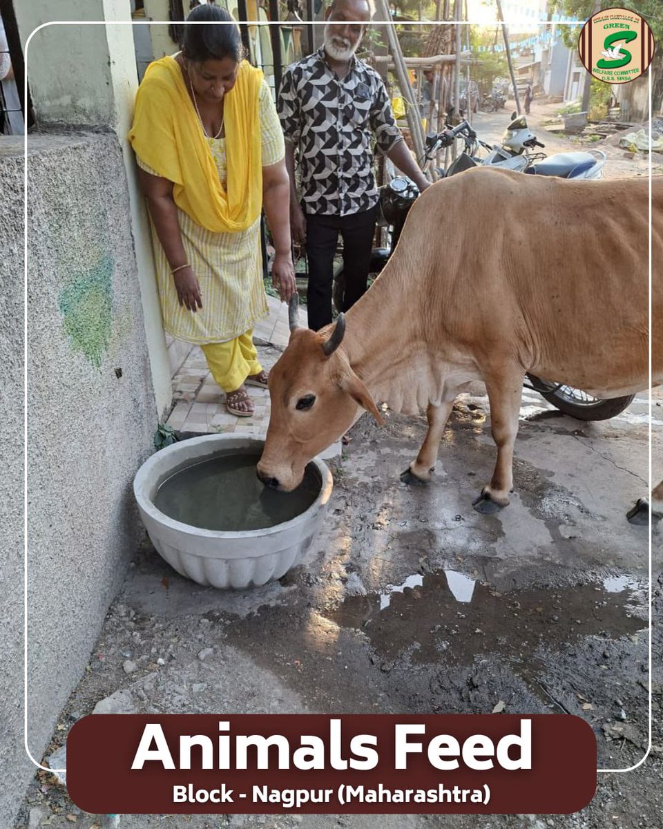 GreenSwelfares's tweet photo. Compassion in action, care in every gesture. Shah Satnam Ji Green 'S' Welfare Committee volunteers are stepping up to protect stray animals from the harsh summer heat. With their hearts full of kindness, they are arranging water and food, ensuring these innocent creatures have the relief and nourishment they need during the hot weather. Their unwavering dedication reflects the true spirit of care and compassion.

#AnimalWelfare #SummerCare