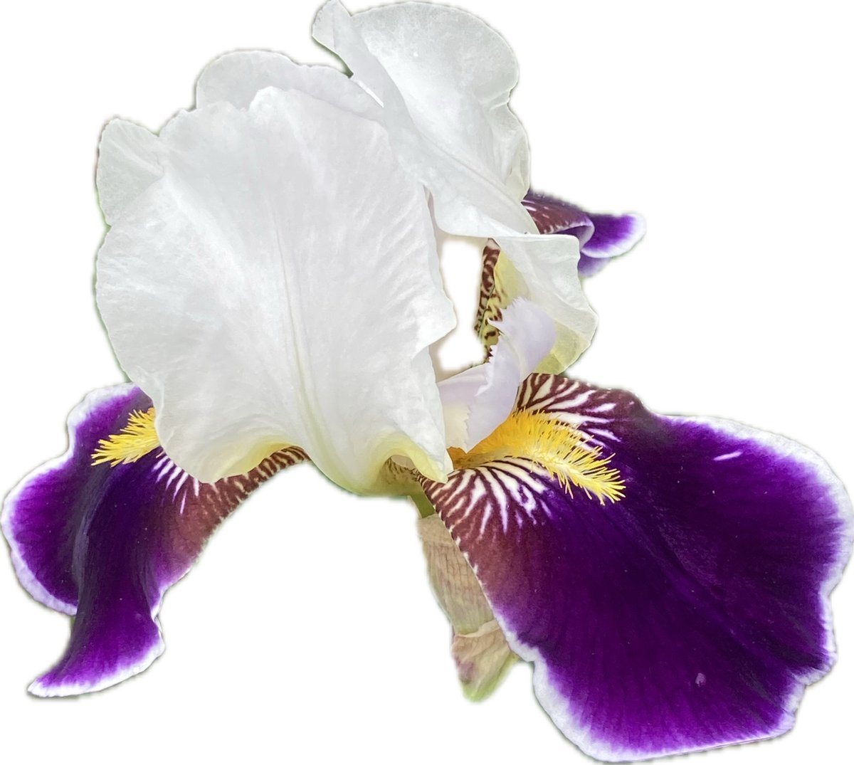 Deborah L. Napier (@snowridertoo) on Twitter photo 