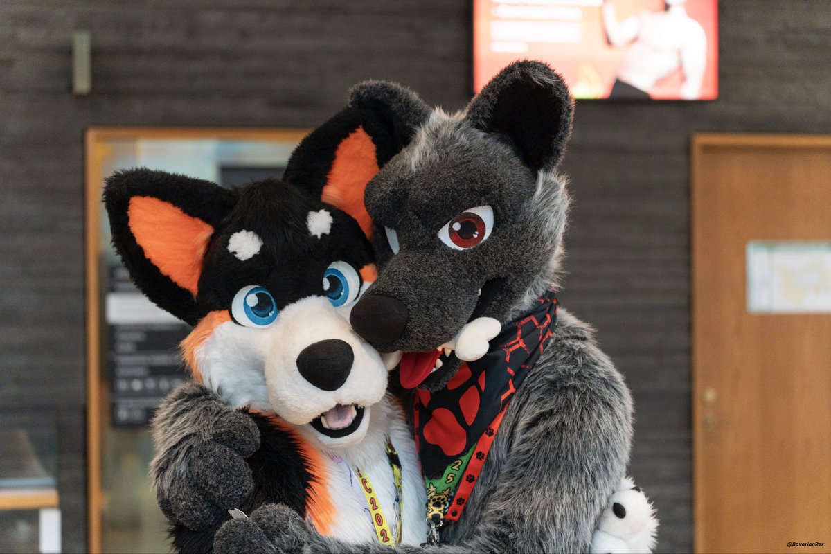 cuddling this cutie :3

📸 <a href="/BavarianRex/">Rex</a> 
🐺 <a href="/ZleekWolf/">ZleekWolf</a> 

#FursuitFriday