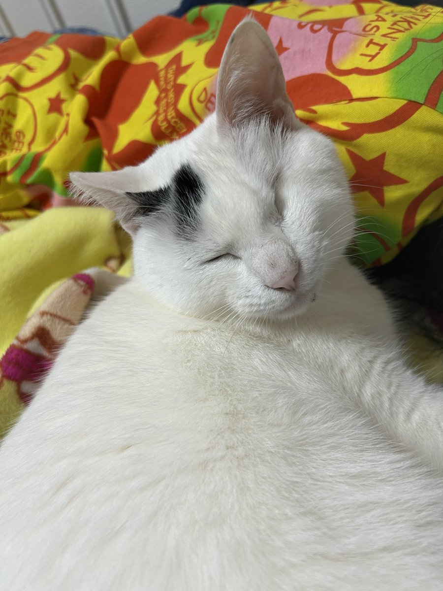 ブチ猫 猫その27 黒ブチG | 森口修の猫