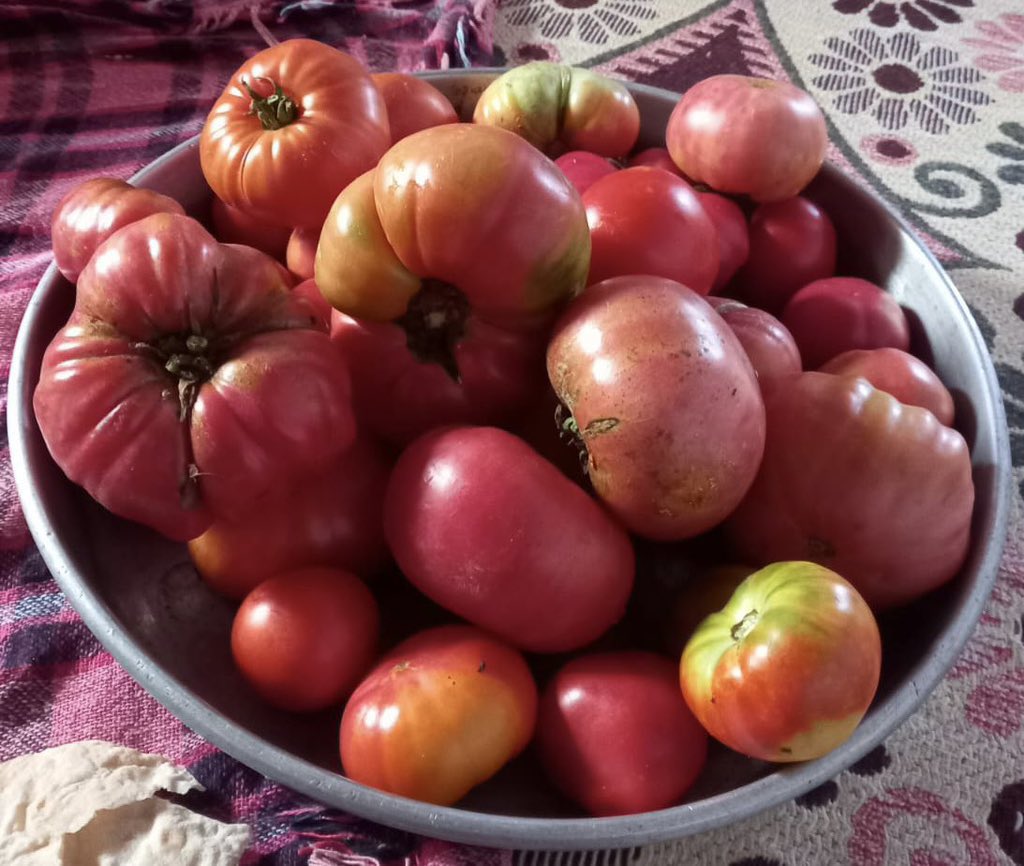 Tekrar söylüyorum Cüzdanınızda bile para yerine Ata tohumu taşıyın. nereden mi bulacaksınız. Ben tüm ülkeye yayacağım. Dostlarımla birlikte.