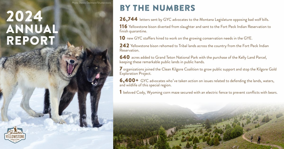 We just released our 2024 Annual Report recapping our priorities, conservation wins, and financials from the previous fiscal year. Check out the full report here: issuu.com/greateryellows…