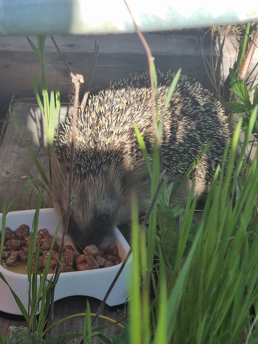 LiEriks's tweet image. Mums. #igelkott