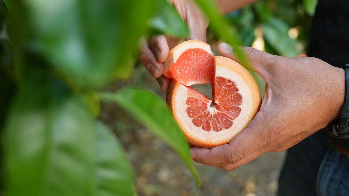 Did someone say, "grapefruit?" 🤩

Available now, Bee Sweet's grapefruit is a *MUST* for the season. Its sweet, tangy flavor complements simple recipes and upscale entrees, and its nutritional benefits make it an easy snack choice. 🍊 

#EatMoreCitrus
andnowuknow.com/bloom/star-rub…