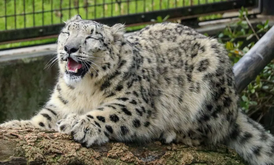 2020: obsessed with floppa
2025: obsessed with himeru