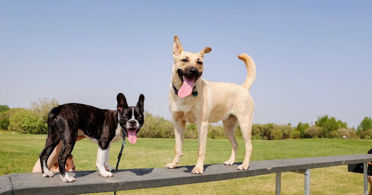 To keep you and your pet safe, Umbach Off-Leash Dog Park will be closed every Thursday morning from 6:30-9:30 AM for grass cutting, starting May 22 to Sept 25. Please plan your visits accordingly. For updates, visit stonyplain.com/parks. #StonyPlain