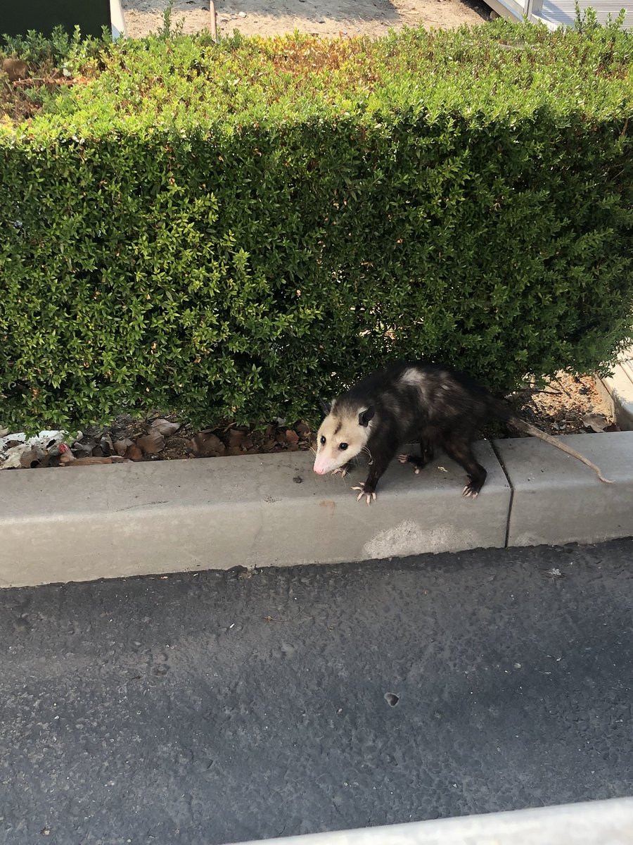 Possumeveryhour.io (@possumeveryhour) on Twitter photo 