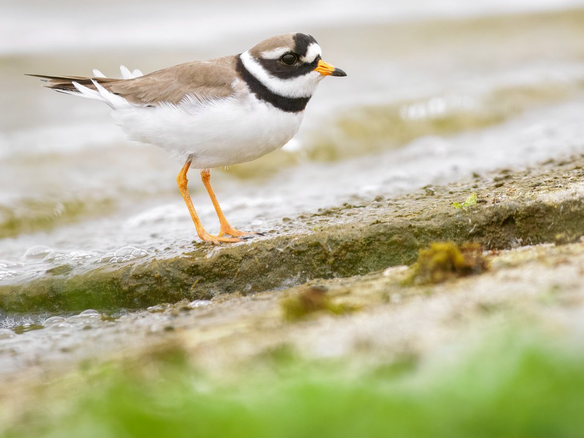 Elliott81758817's tweet image. Had a brilliant visit to Patch at Walthamstow Wetlands yesterday afternoon. Found this Little Gull and a Ringed Plover, the latter I've only heard here before, so to actually see one is great! Today produced Cuckoo, 3 Black Terns, Lapwing, Greenshank and Redwing. #patchbirding