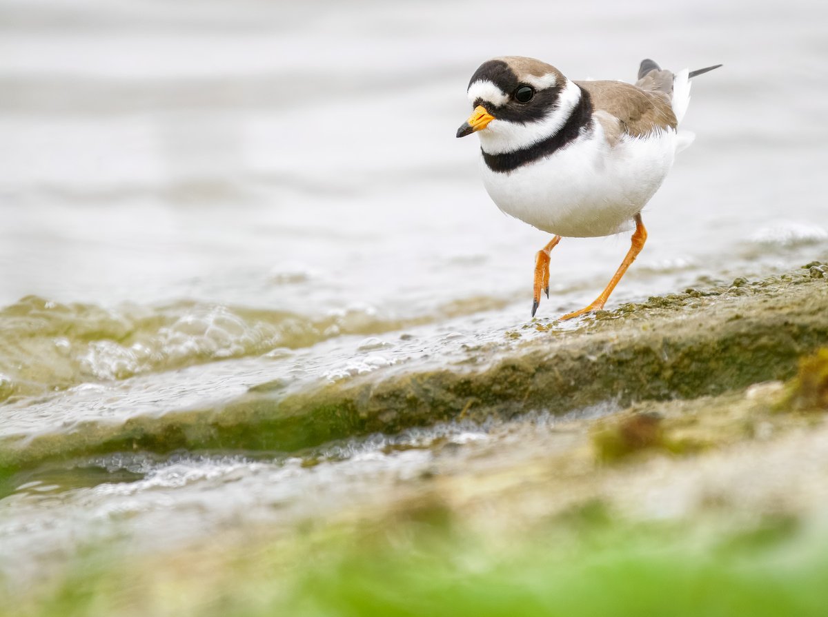 Elliott81758817's tweet image. Had a brilliant visit to Patch at Walthamstow Wetlands yesterday afternoon. Found this Little Gull and a Ringed Plover, the latter I've only heard here before, so to actually see one is great! Today produced Cuckoo, 3 Black Terns, Lapwing, Greenshank and Redwing. #patchbirding