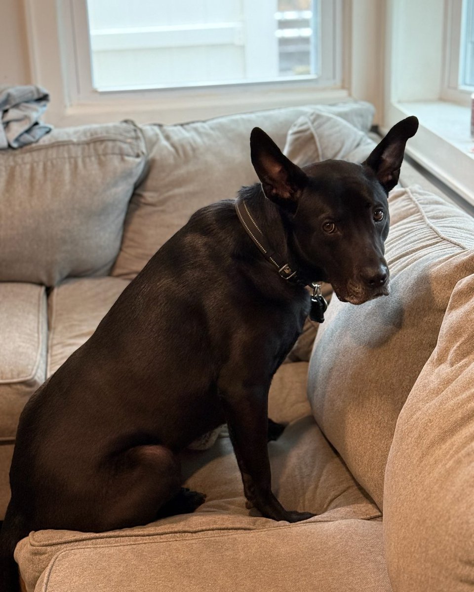 AnimalLeague's tweet photo. Simon has spent his entire life waiting. After 3 years in the shelter, this Cane Corso mix is finally thriving in a foster home! He's sweet, snuggly, and so ready for a forever family. ๐ Email fostercare@animalleague.org to adopt! #AdoptSimon #GetYourRescueOn #FosterSuccess https://t.co/iQzXg4bwvv