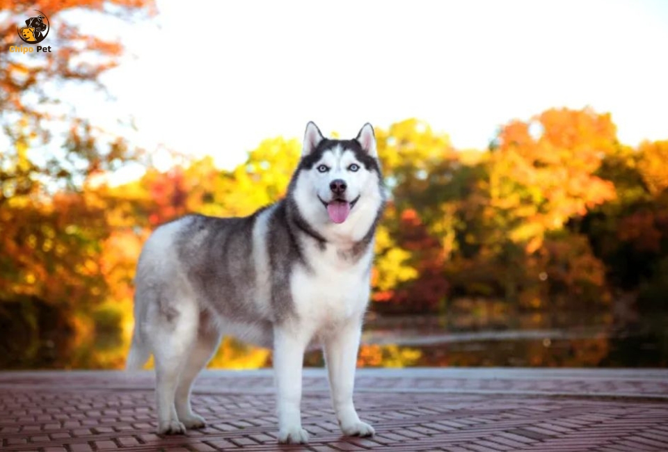 chipopetcom's tweet photo. Embark on the rewarding journey of raising a Siberian Husky puppy! From early socialization to effective training strategies, find essential tips to nurture a well-behaved and happy companion. #chippopet #chipo #pet #dog #SiberianHusky
Read more: https://t.co/b15U0wPNkv https://t.co/frHllQCMRq