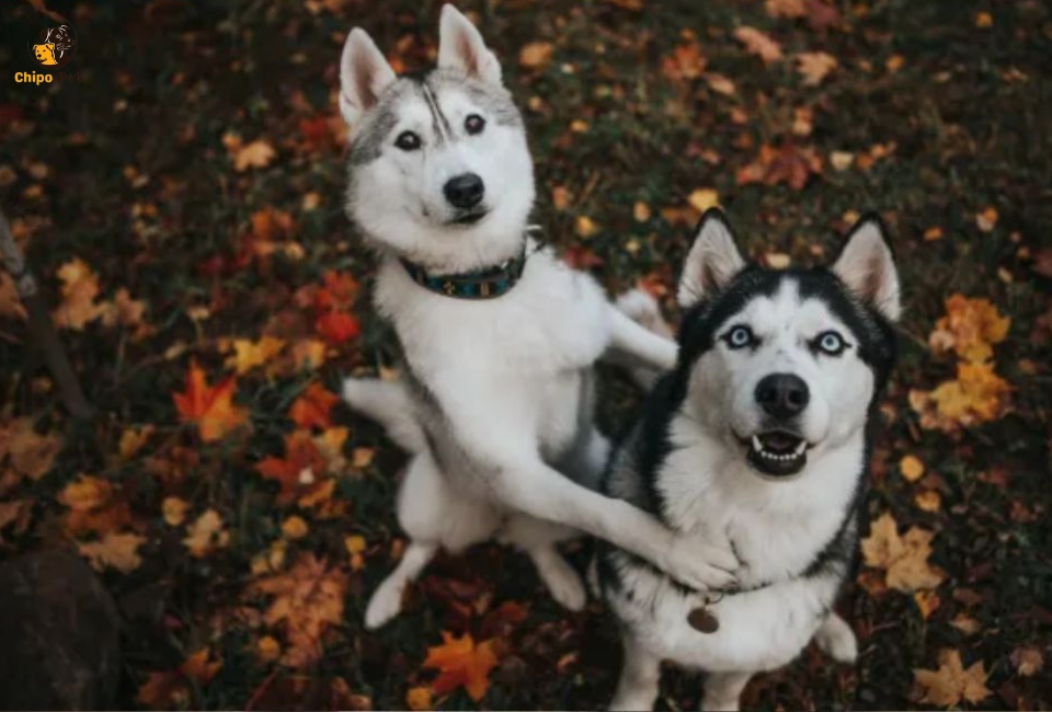 chipopetcom's tweet photo. Embark on the rewarding journey of raising a Siberian Husky puppy! From early socialization to effective training strategies, find essential tips to nurture a well-behaved and happy companion. #chippopet #chipo #pet #dog #SiberianHusky
Read more: https://t.co/b15U0wPNkv https://t.co/frHllQCMRq
