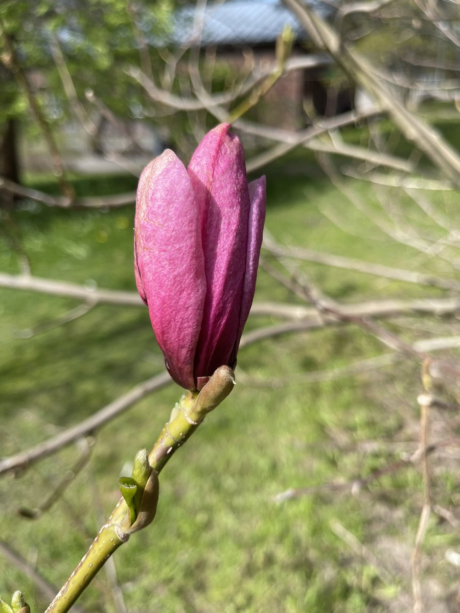 Magnolia vielä enimmäkseen nupussa. #Tampere #Arboretum #Hatanpää
