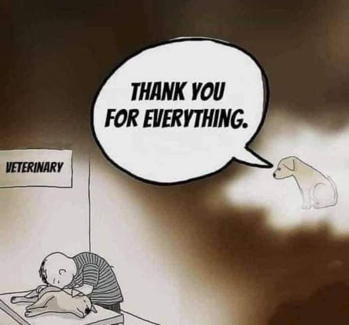 DogLovers03's tweet photo. https://t.co/e93UK4wvdn