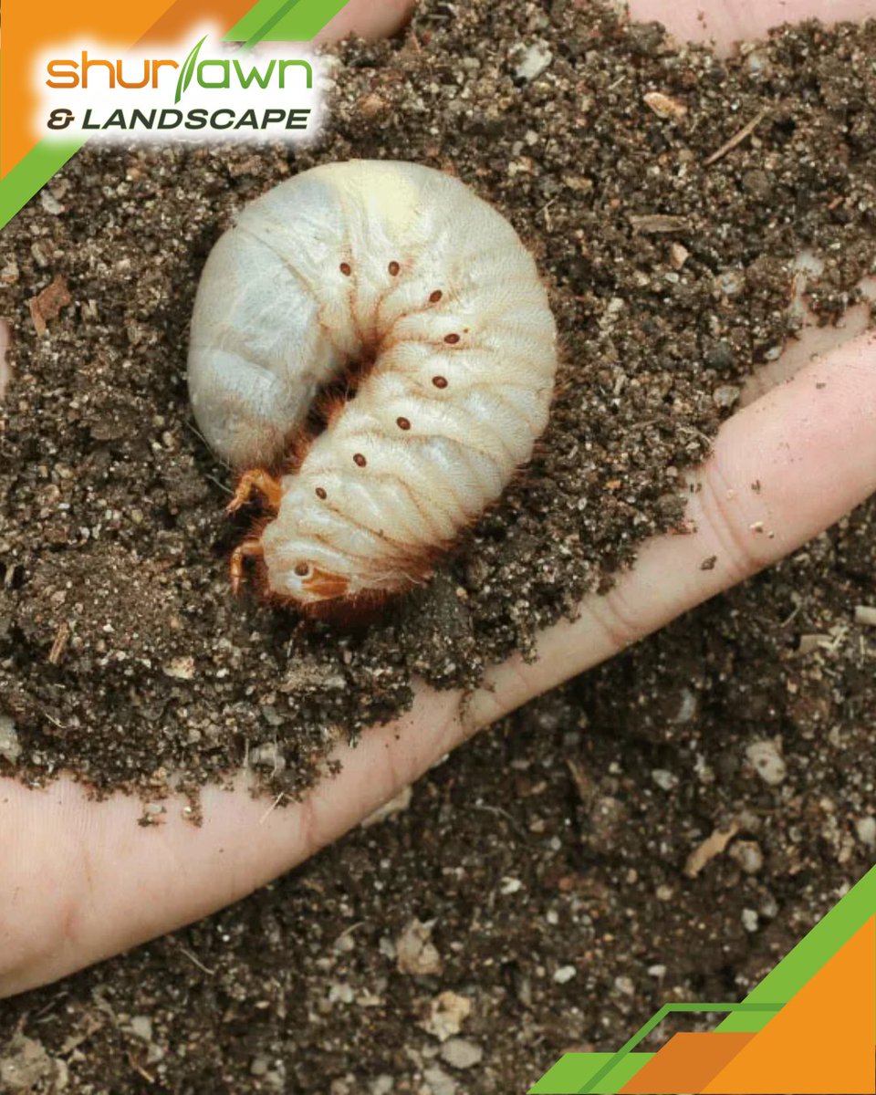 Shurlawn_Inc's tweet image. Don’t let grubs destroy your lawn’s beauty! 🐛 Our grub treatments can save your grass and promote growth. 🌿 Reach out to Shurlawn &amp;amp; Landscape for professional grub control! 🌱 #grubcontrol #lawncare #shurlawnandlandscape